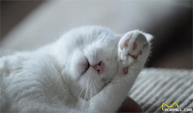 了解猫咪的八种习性，让你撸猫爽到爆
