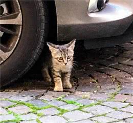 流浪小猫对小狗一见如故，每天按时等待狗狗出门，主人觉得不行