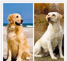 拉布拉多犬和金毛犬，都是无攻击性犬种，该选哪个好？