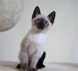 盘点掉毛少的3种猫，和最爱掉毛的3种猫，你养了哪种？