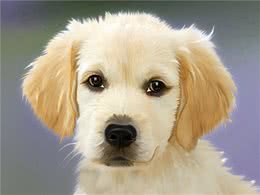 狗狗的毛发又干又柴？黯淡无光？请问这3点你做到了吗？