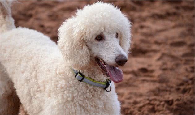 关于巨型贵宾犬的这些“缺点”，接受不了，最好别养
