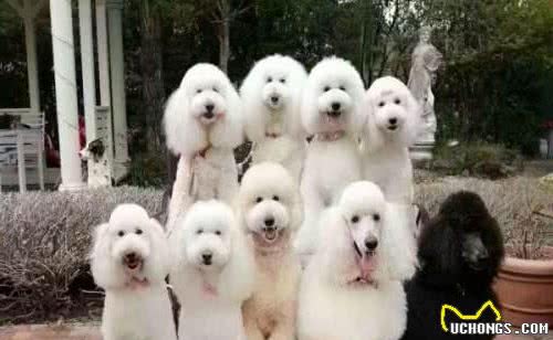 关于巨型贵宾犬的这些“缺点”，接受不了，最好别养