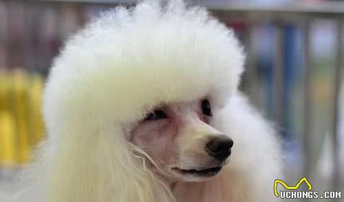 关于巨型贵宾犬的这些“缺点”，接受不了，最好别养