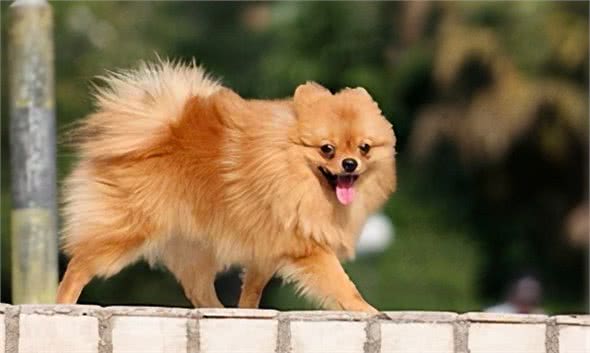 十大适合家养的小型犬，你知道几个？