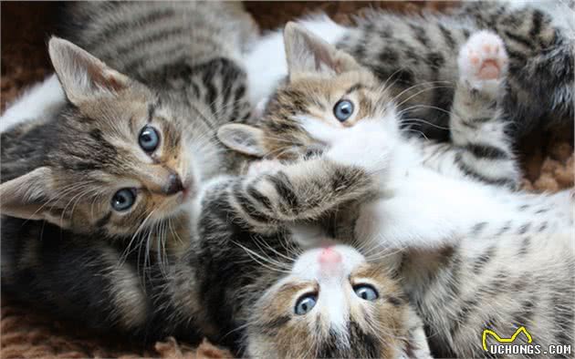 猫咪争斗不休只需喷上信息素？费洛蒙的确神奇，但也存在局限