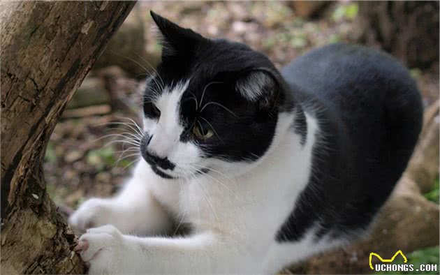猫咪争斗不休只需喷上信息素？费洛蒙的确神奇，但也存在局限