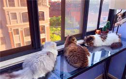 猫咪争斗不休只需喷上信息素？费洛蒙的确神奇，但也存在局限