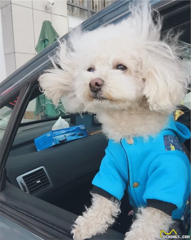 狗狗走丢之后能自己找回家吗？这只苏格兰牧羊犬做到了