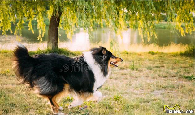 狗狗走丢之后能自己找回家吗？这只苏格兰牧羊犬做到了