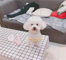 狗狗吃的太多会撑死？