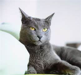 猫咪品种篇：俄罗斯蓝猫