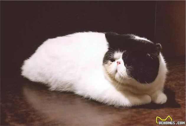 猫咪发腮需注意的四件事，铲屎官若选错便无法拥有大脸猫
