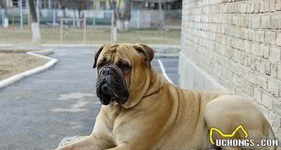 獒犬中的帅哥—马士提夫犬