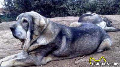 獒犬中的帅哥—马士提夫犬