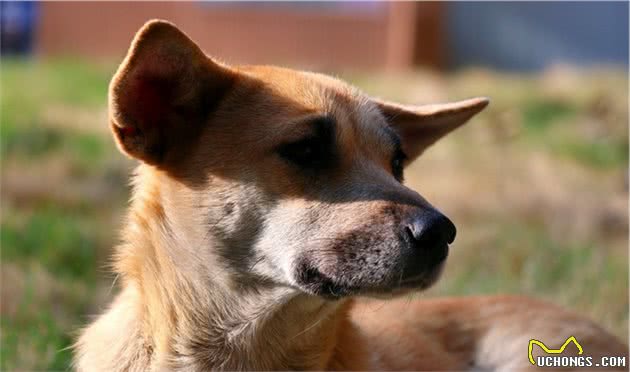 这5种犬，并不能做军警犬，你家汪星人上榜了吗？