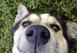 狗狗的鼻头为什么不黑？