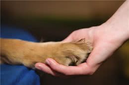 原来狗狗把爪子搭在人身上，是有重要的事情告诉你