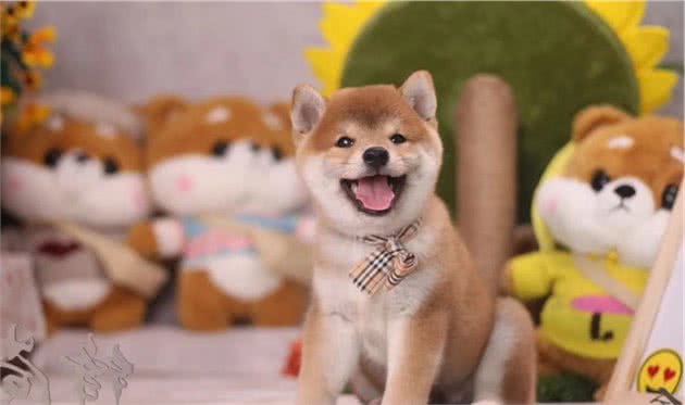 柴犬和秋田犬是一个品种吗？怎样区分