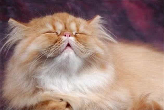 这种猫咪又像波斯猫又像暹罗猫，蓝眼睛粘人又可爱，你会喜欢吗？