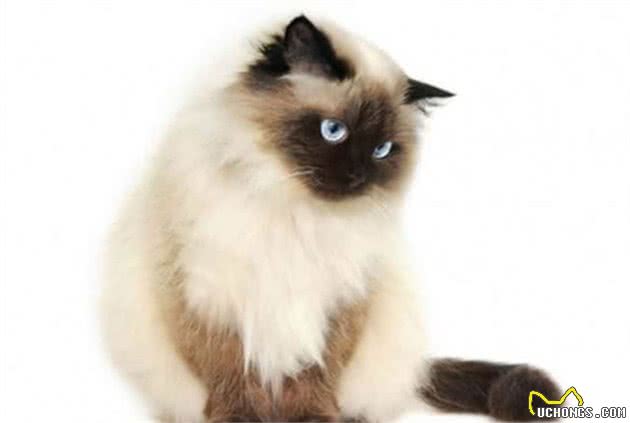 这种猫咪又像波斯猫又像暹罗猫，蓝眼睛粘人又可爱，你会喜欢吗？