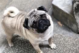 养了才知道，巴哥犬的9个优缺点，准备养的值得一看