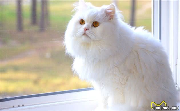 有着“猫中贵族”之称的波斯猫，为什么越来越少人养？