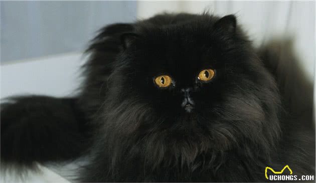有着“猫中贵族”之称的波斯猫，为什么越来越少人养？