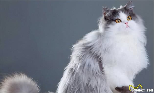 有着“猫中贵族”之称的波斯猫，为什么越来越少人养？
