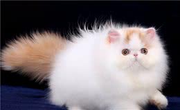 有着“猫中贵族”之称的波斯猫，为什么越来越少人养？