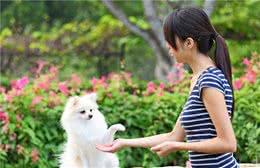 狗狗该如何训练？5大思路让它懂事听话