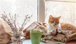 大连某猫咖价值上万斯芬克斯猫被盗，关于猫咖你知道多少？
