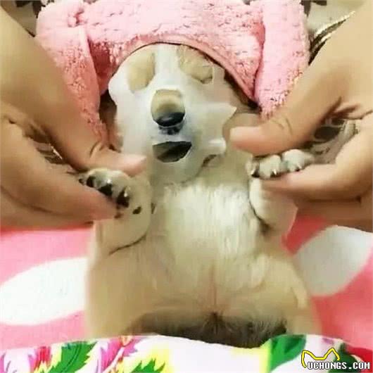 女子觉得小狗皮肤太差，趁它睡觉时，偷偷帮它做美容