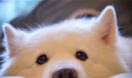 科普，关于狗狗的咳嗽你知道多少？