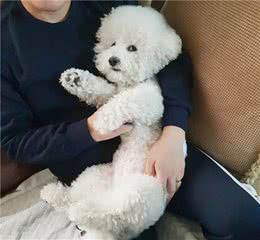 比熊犬“变坏”的6个迹象，别忽视，继续错下去
