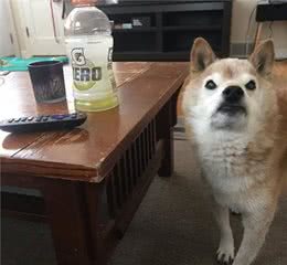 狗狗常见4个心理状态！原来不管主人多爱狗，它也可能把你当奴才