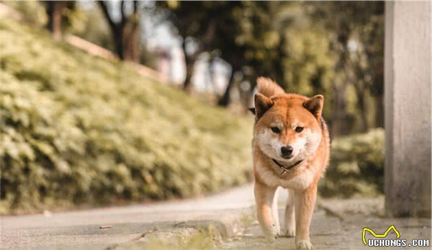 狗的祖先系不同类型的狼穴居原始人为什么要养狗养狗的意义是何在