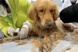 一只金毛犬由于严重的皮肤病已经导致全身腐烂，看着确实让人心酸