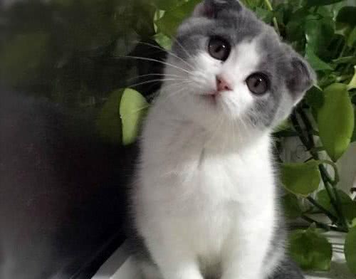 折耳猫的5大缺点，网友：就算想养也不敢养啊