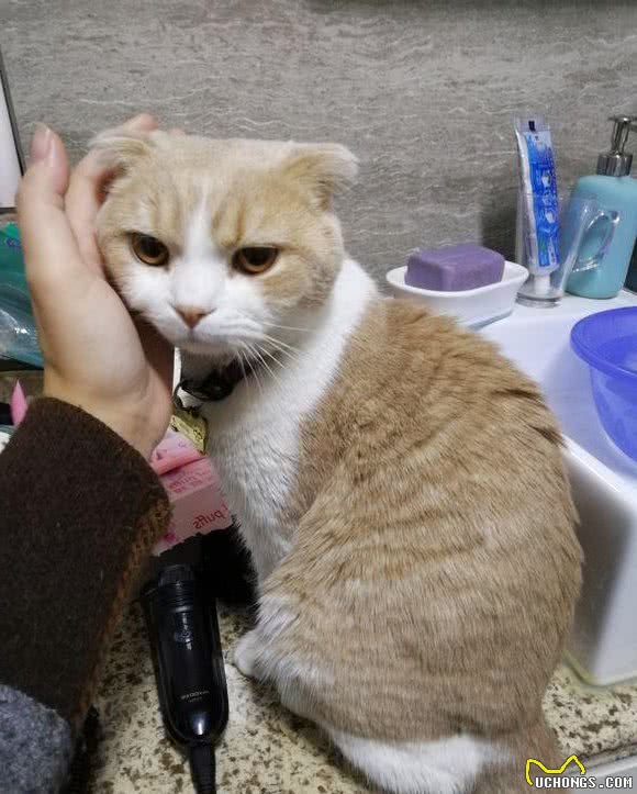 折耳猫的5大缺点，网友：就算想养也不敢养啊