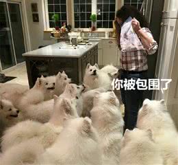自从养了狗，就再也不知道什么叫做”吃独食“，权当减肥了