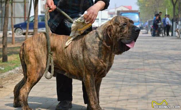 这4种狗可不简单，江湖人称“犬中四疯”