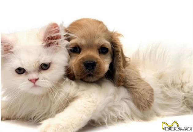 猫咪VS狗，为什么狗总被打败？实际原因你都没想到