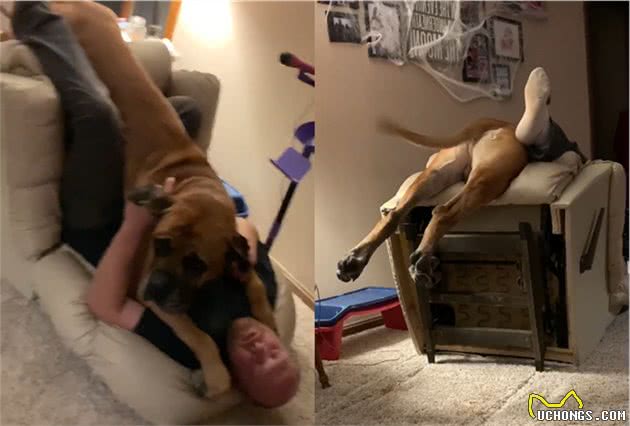 160斤的獒犬扑向主人，连同沙发推倒在地，狗狗：我还小嘛