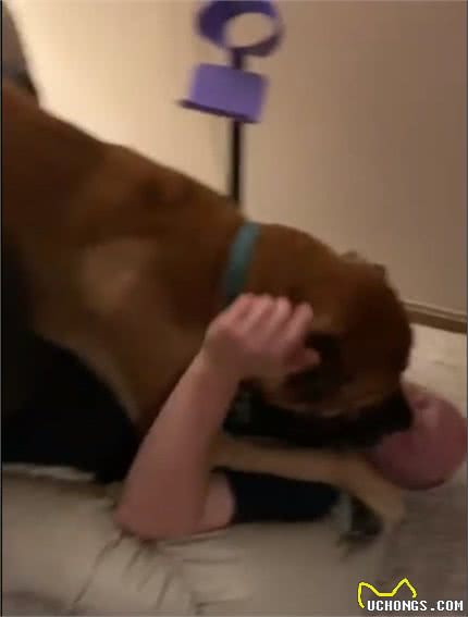 160斤的獒犬扑向主人，连同沙发推倒在地，狗狗：我还小嘛