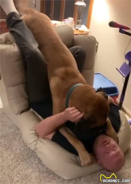 160斤的獒犬扑向主人，连同沙发推倒在地，狗狗：我还小嘛