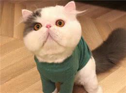 教你选猫系列，猫咪品种介绍及品相判断（13）—异国短毛猫