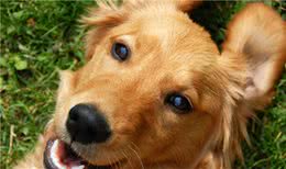 金毛犬泪痕严重怎么去除?