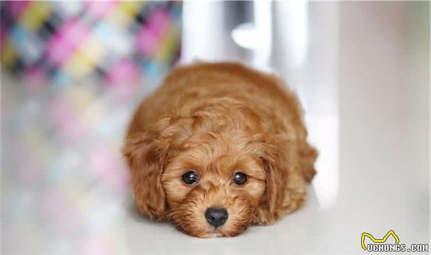 饲养泰迪犬，宠主不可不知的六种“疾病”，你了解吗？