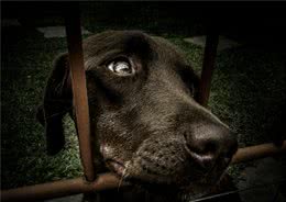 停止做这5件事，不然狗狗会误会，以为你不爱它了